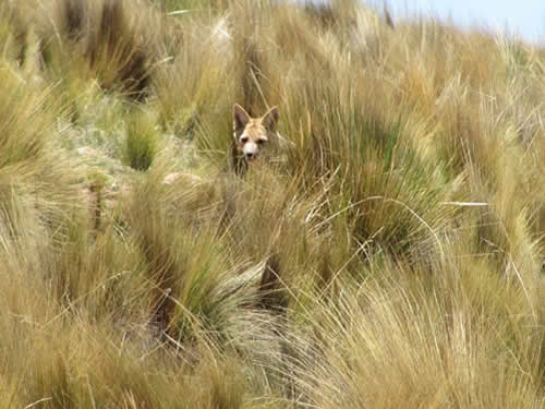 Fauna 5